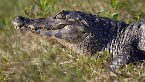 a detailed close-up of a yacaré caiman (caiman yacare) at eye level and defocused background in the iberá wetlands, corrientes, argentina