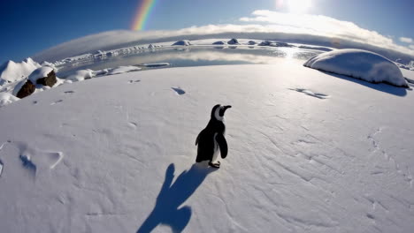pingüino en el paisaje antártico nevado con arco iris