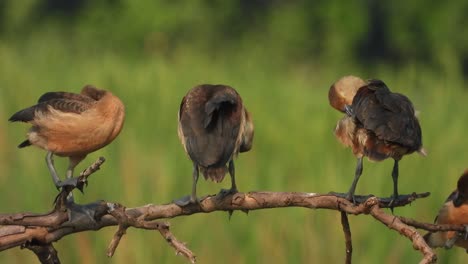 lesser-whistling-duck-chicks-in-pond-.