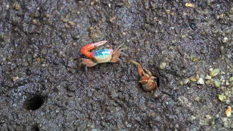 fotografía de cerca de un cangrejo violinista macho con garras asimétricas, alimentándose en las llanuras de marea cerca de la madriguera en su hábitat costero natural