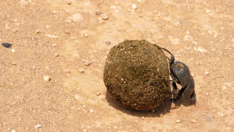 a rare addo dung beetle struggling to roll a dung ball across some sandy terrain