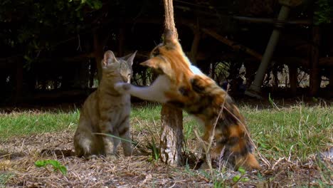 dos gatos calico se divierten y se rascan en el jardín