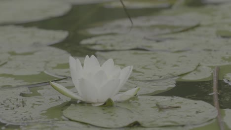 white water lily in a pond