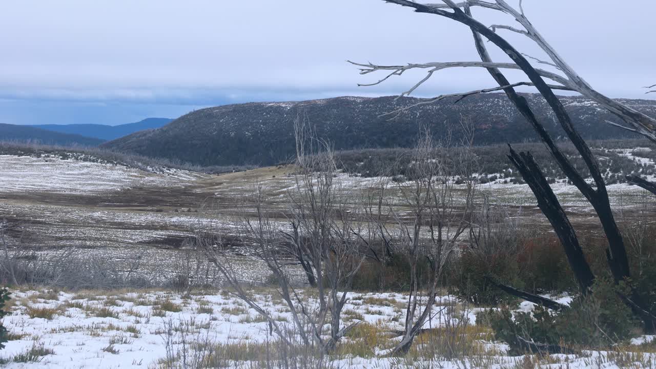 paisaje de árboles de goma muertos en las montañas nevadas de los alpes australianos