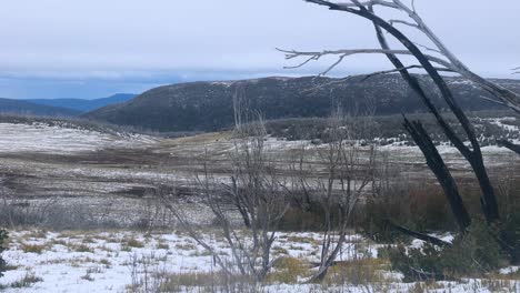 Landschaft-Toter-Gummibäume-In-Den-Schneebedeckten-Bergen-Der-Australischen-Alpen