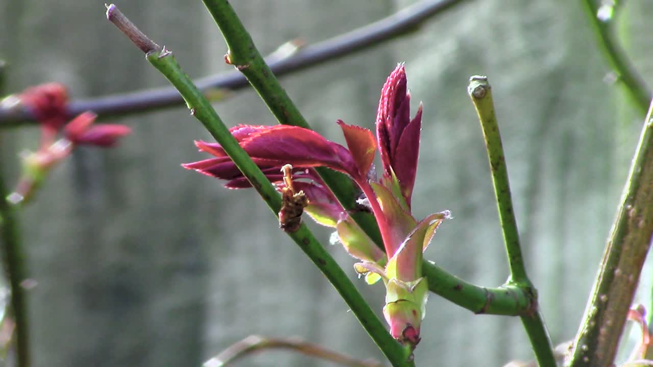 новые ростки, показывающие, что наступила весна, одно из самых приятных времен года, когда мир снова оживает здесь, в англии