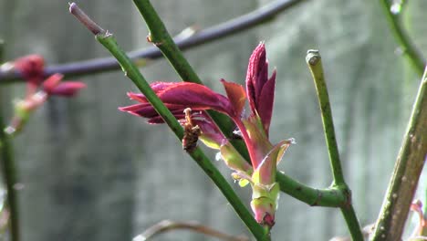 New-growth-showing-now-that-it-is-springtime,-one-of-the-nicest-seasons-of-the-year-when-the-world-comes-alive-once-again-here-in-England