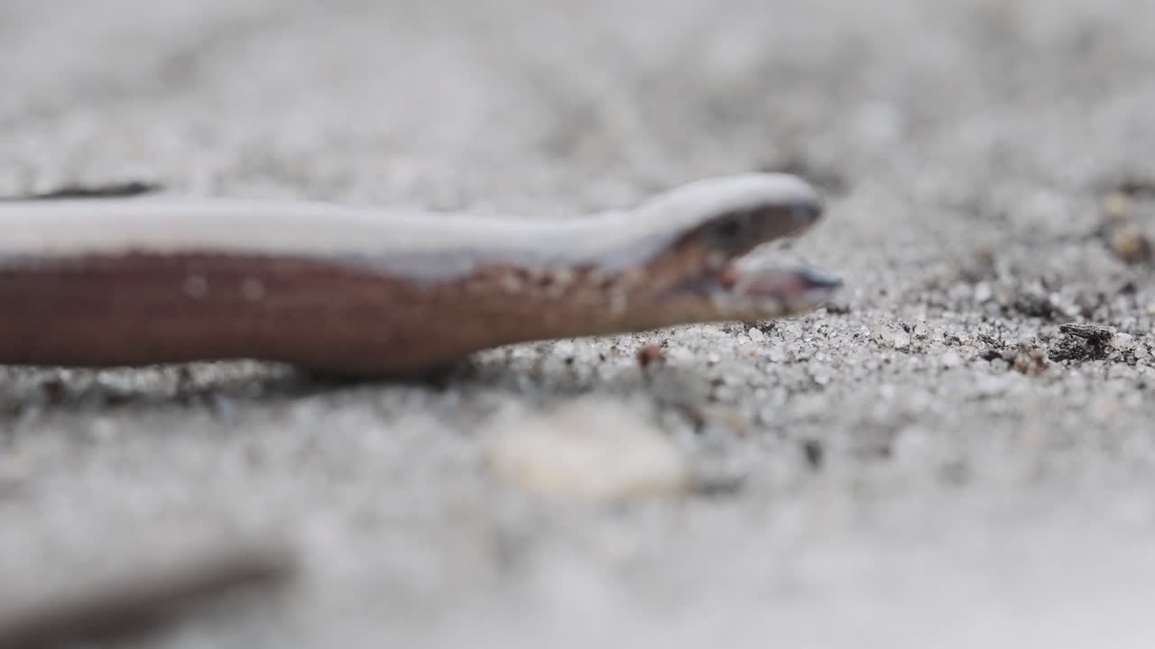 열린 입으로 anguis fragilis의 보기를 닫습니다