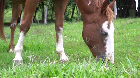 A-horse-in-open-field-eating-grassu-during-the-summer-in-brazil