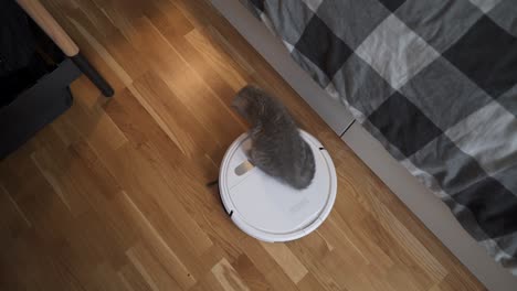 mascota y tareas domésticas, concepto de tecnología inteligente. robot aspirador y pequeño juego gris tabby escocés gatito recto en el hogar. niño gato y aspirador robótico en la habitación. hogar inteligente, aspirador diario