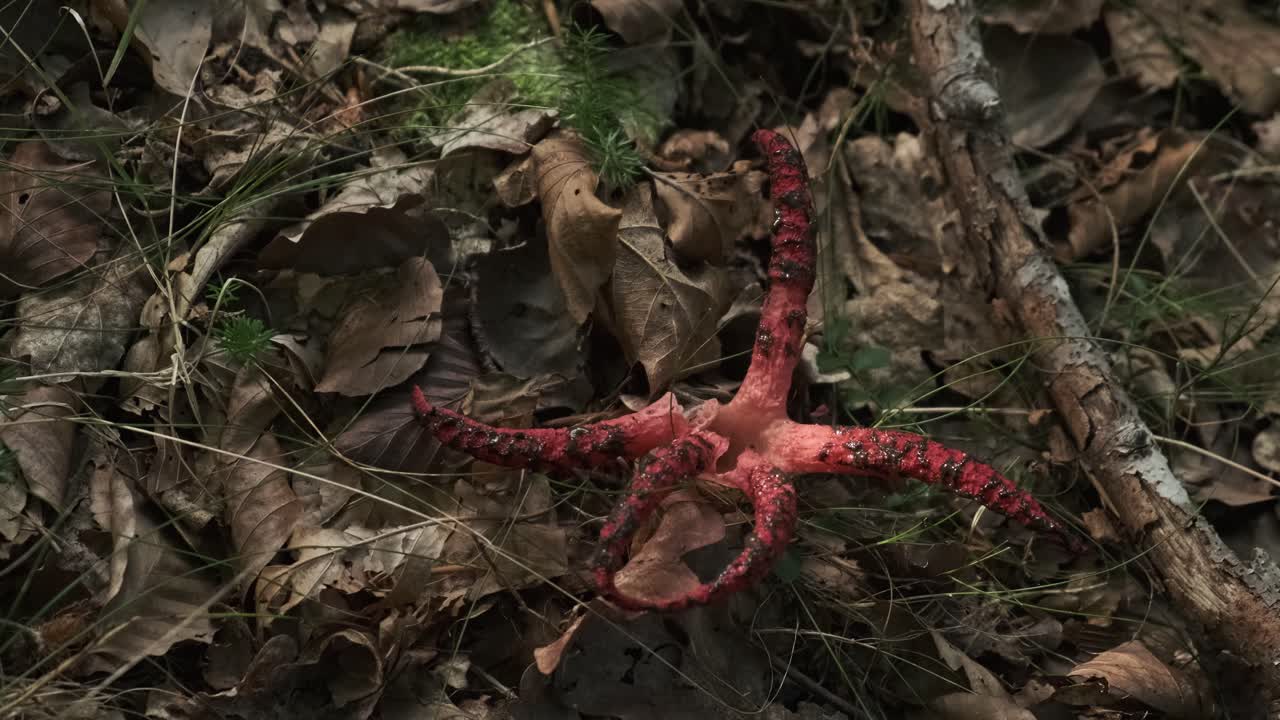 primer plano de estrella roja de hongo no comestible encontrada