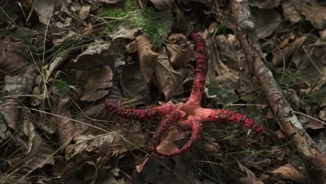 primer plano de estrella roja de hongo no comestible encontrada