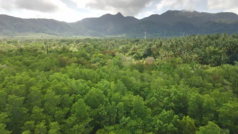 dolly aerial drone shot of a mountain, jungle and a mangrove forest