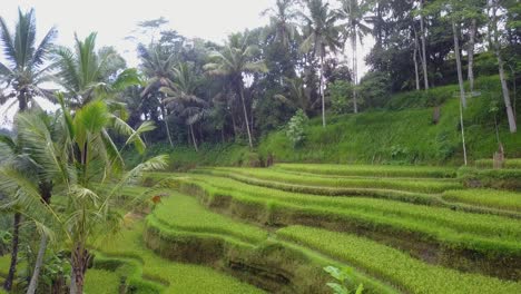 Low-aerial-flight-between-palm-trees-in-healthy-terraced-rice-paddies