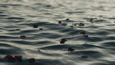 falling petals floating on water surface of calm lake during sunset
