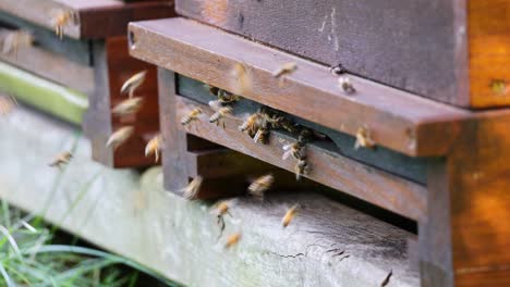 Many-bees-return-to-the-hive-and-enter-the-hive-with-collected-flower-nectar-and-pollen