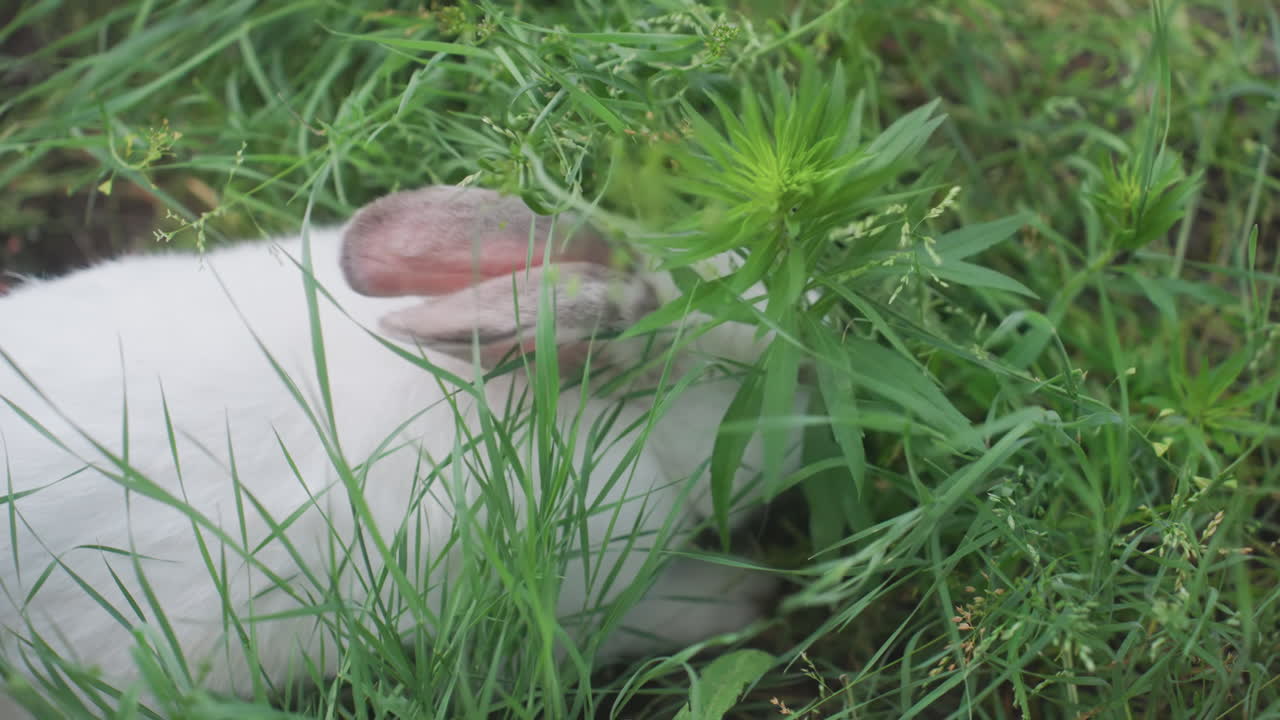 White Rabbit Grazing In Tall Grass, Gentle CloseUp Of Domestic Rabbit Nibbling Wild Greens With Ear Twitch And Soft Fur, Morning Dew On Foliage, Peaceful Backyard Atmosphere, Intimate Nature Moment