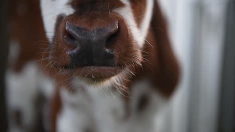 calf on dairy farm in france