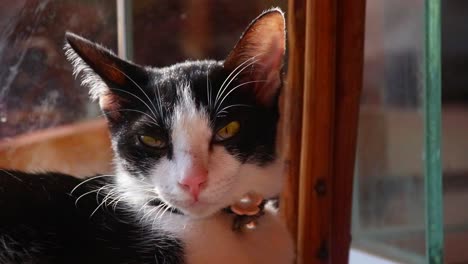 verveelde smokingkat zit thuis vast tijdens thuisquarantaine vanwege covid-19 pandemie
