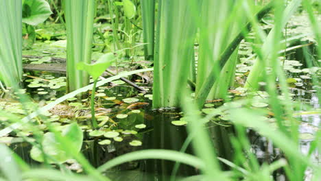 marsh plants in shallow water