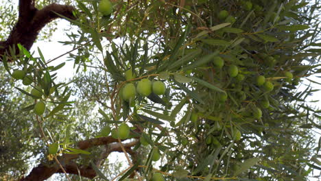Tree branches covered with olives