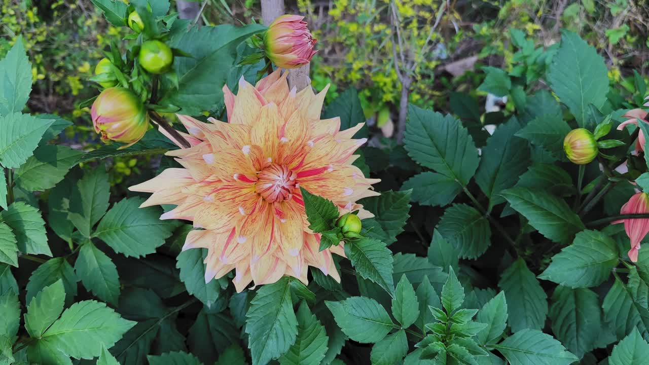 Câmera orbita lentamente uma flor de dália pêssego desabrochando, cercada por folhas verdes e botões ainda fechados em um jardim exuberante, revelando pétalas em camadas e cores naturais vibrantes.