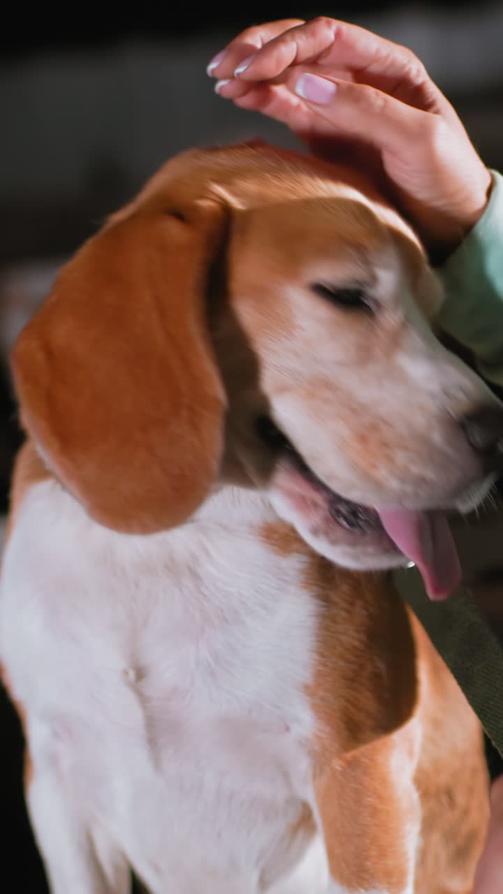 Beagle che riceve delle leggere carezze sulla testa in un ambiente interno, beagle felice che ansima con la lingua di fuori mentre una mano umana gli accarezza la testa, primo piano accogliente che cattura un legame caloroso, collare e orecchie visibili, interazione gioiosa e calma