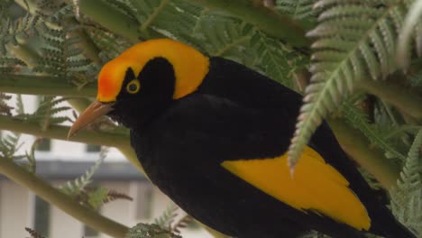 bowerbird regente macho posado en la rama de un árbol con hojas verdes - vida silvestre del parque nacional lamington - costa dorada, australia