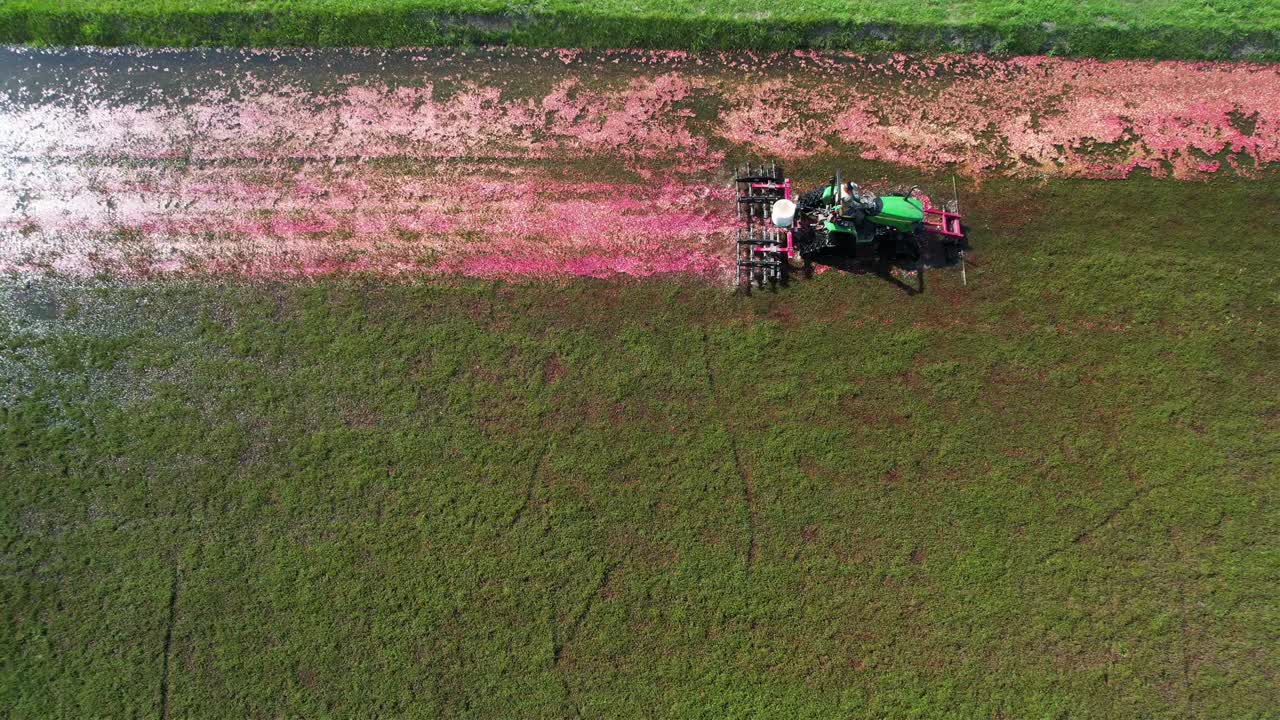중부 위스콘신에서 해로우 트랙터가 크랜베리 습지를 깎고 크랜베리를 덩굴에서 떨어뜨려 잘 익은 크랜베리가 물 표면으로 떠오를 수 있도록 합니다.