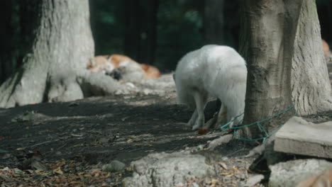 white furry arctic fox walking among woods at zao fox village in miyagi, japan