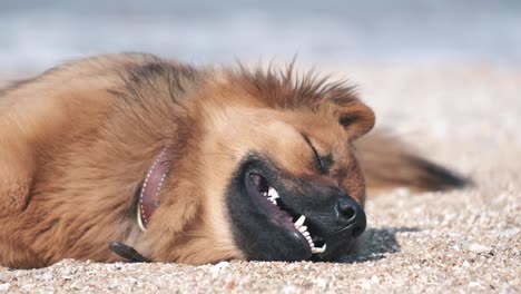 ein süßer hund, der sich entspannt und am sandstrand schläft