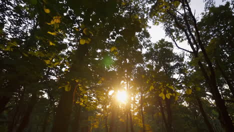 sunlight piercing through forest canopy