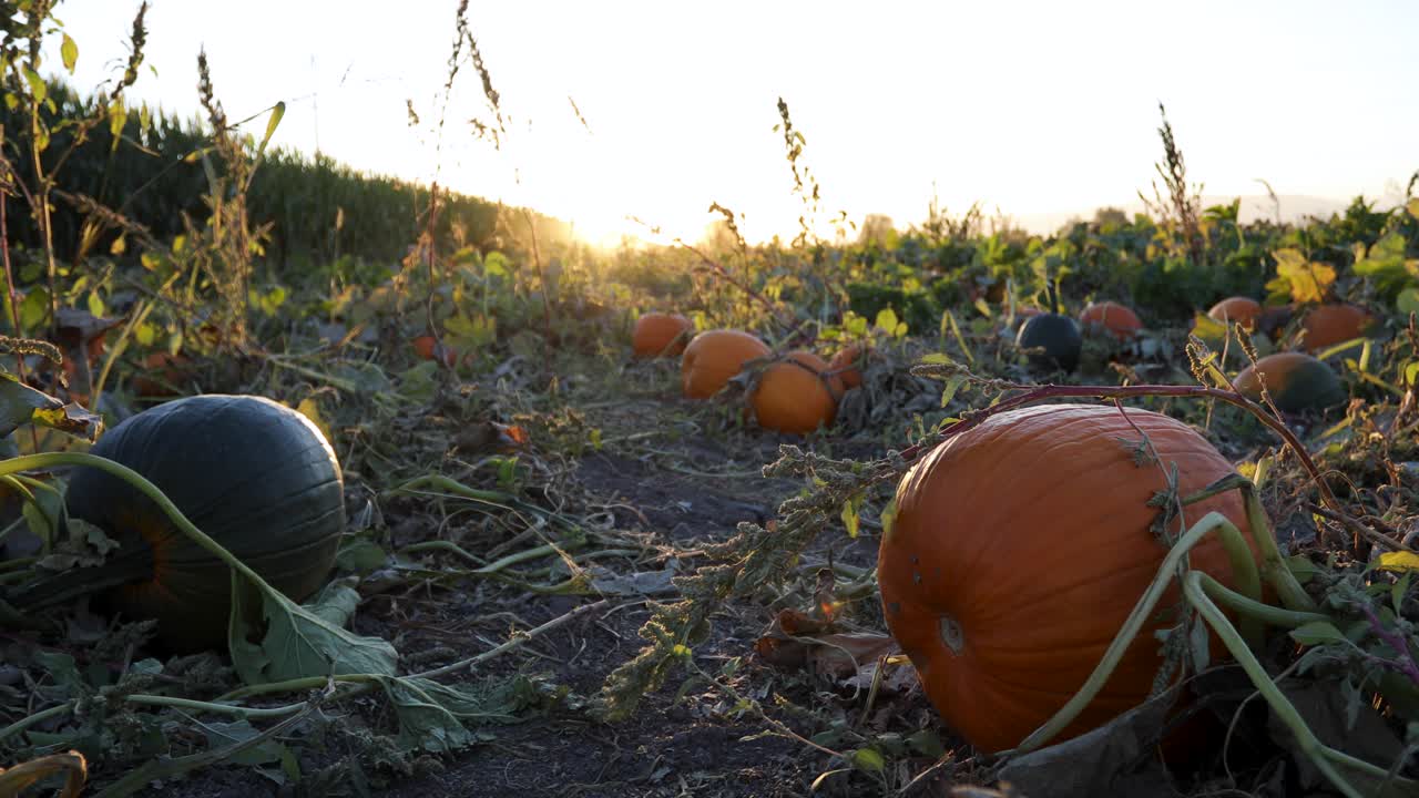 puesta de sol sobre el campo de calabazas que crecen en filas, listas para la cosecha