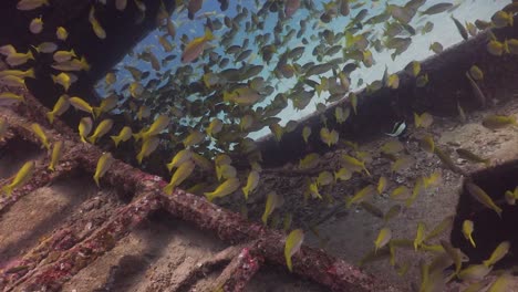 school of yellow tail snapper swimming in a shipwreck at phuket, thailand