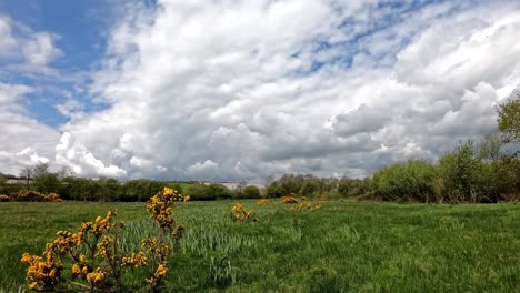 beautiful spring meadow landscape under cloudy sky