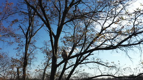 a close-up shot of a red tail hawk perched on the branches of a bare tree