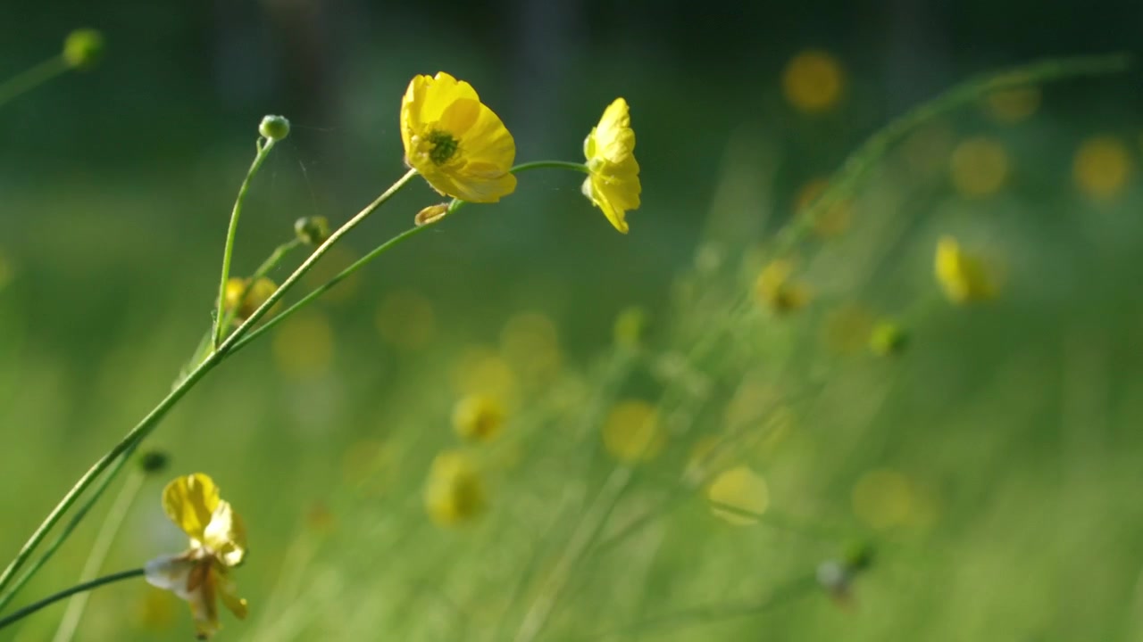 Smørblomster på en mark i Sverige.