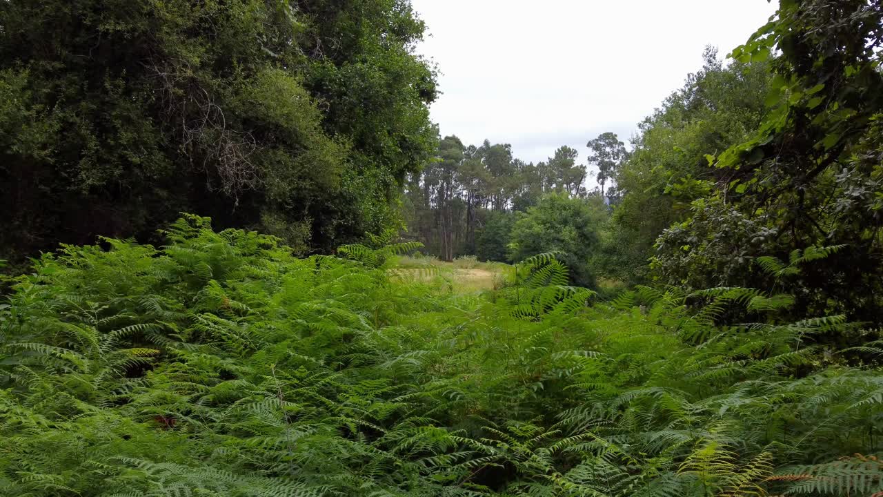 4K drone immersive flight through a vibrant fern-covered forest floor, showcasing dense, untouched woodland vegetation in rural Galicia, Spain, under a soft, diffused light