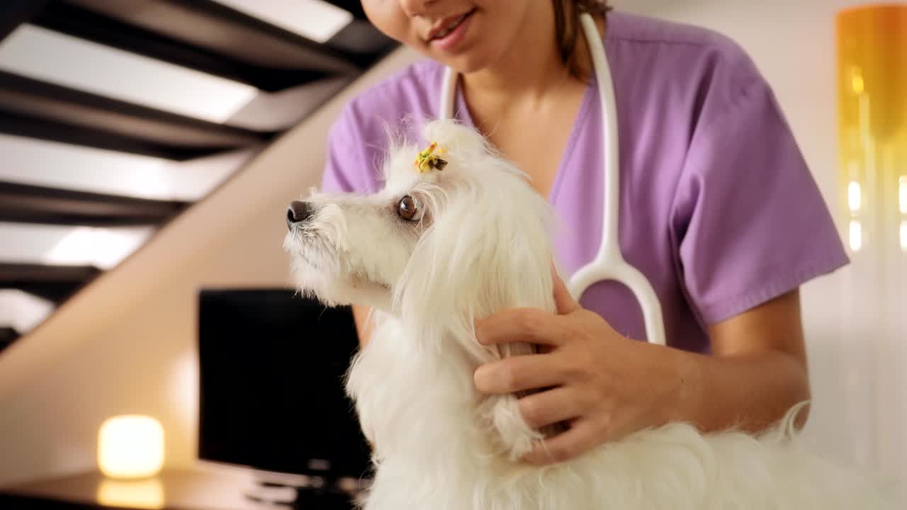 veterinario de la clínica veterinaria móvil que comprueba el perro en busca de pulgas y garrapatas