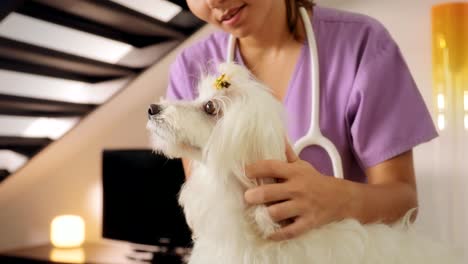 mobile veterinary clinic vet checking dog for fleas ticks