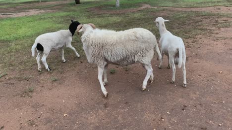 Three-sheep-moving-away-quickly