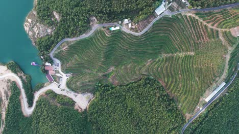 high aerial view of vineyard infrastructure, plantation and building near lake