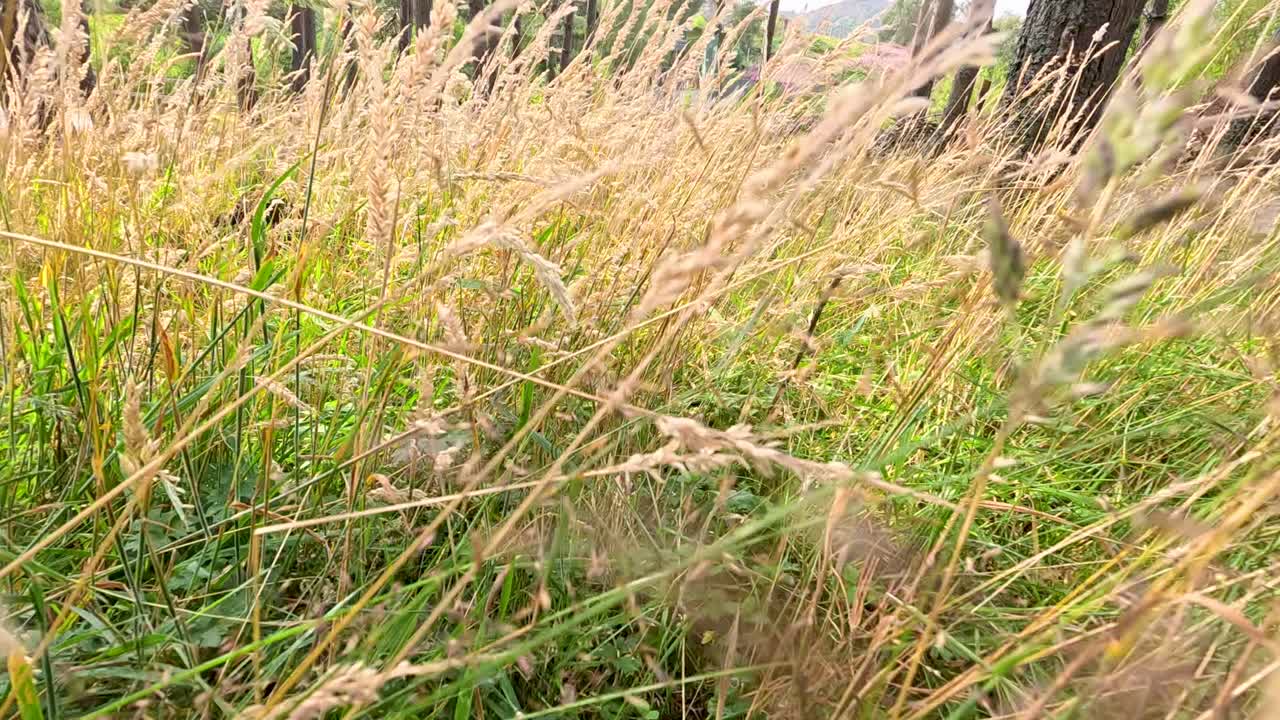 Golden wild grass sways in gentle breeze, sunlit, low angle, tranquil Scottish Highlands landscape