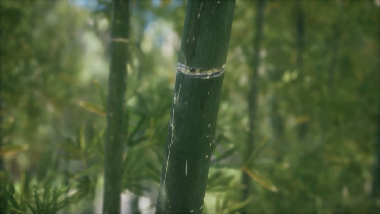 fondo de bosque de árboles de bambú verdes