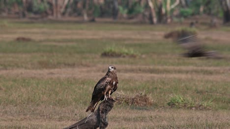 perched on a root jutting out of the grass land while other birds fly around, black-eared kite milvus lineatus pak pli, nakhon nayok, thailand