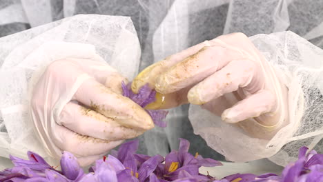 saffron harvest and processing