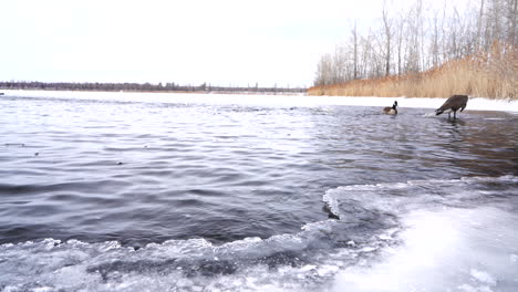 Lago-De-Agua-Fría-Con-Borde-Helado-Y-Ganso-De-Canadá