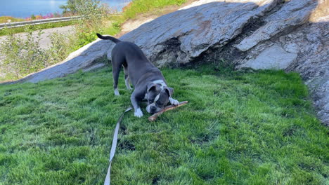 old english bulldog chews playful on a stick outside during summer