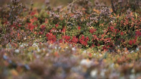 a close-up of the colorful lichen, moss, and heather covering the ground in the norwegian tundra