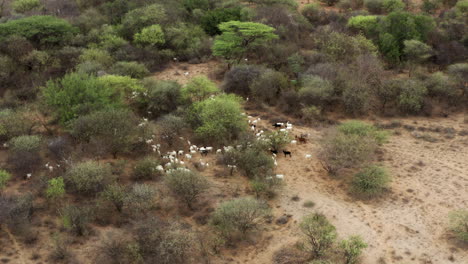 Ziegen-Hüten-In-Der-Nähe-Eines-Indigenen-Dorfes-Im-Omo-Tal,-Äthiopien